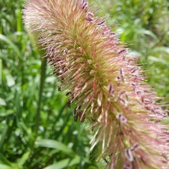 Setaria parviflora
