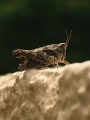 Tetrigoidea