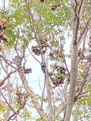 Yungipicus canicapillus