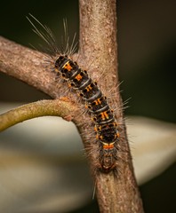 Lymantriinae
