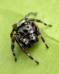 Euryattus bleekeri