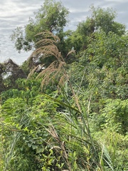 Phragmites karka