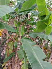 Musa