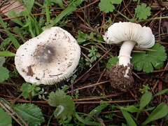 Lepiota subvolvata