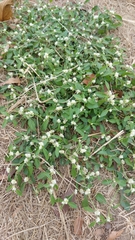 Gomphrenoideae