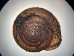 Vespericola marinensis