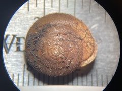 Vespericola marinensis