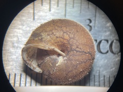 Vespericola marinensis