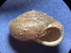 Vespericola marinensis