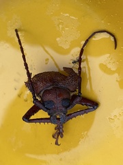 Agrianome spinicollis