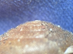 Vespericola marinensis