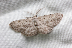Phelotis cognata