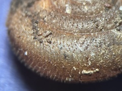 Vespericola marinensis