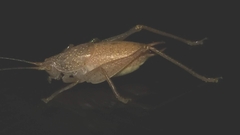 Cyrtaspis scutata