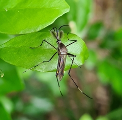 Toxorhynchites speciosus