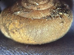 Vespericola marinensis