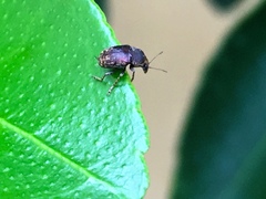 Araecerus