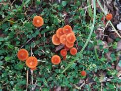 Marasmius elegans