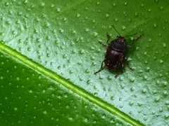 Araecerus