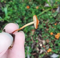Marasmius elegans