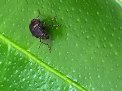 Araecerus