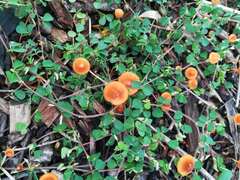 Marasmius elegans
