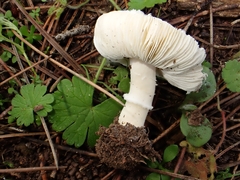 Lepiota subvolvata