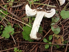 Lepiota subvolvata