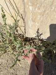 Salsola oppositifolia