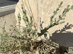 Salsola oppositifolia