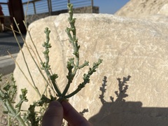 Salsola oppositifolia