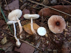 Leucoagaricus sublittoralis