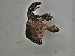 Stephanorhynchus crassus