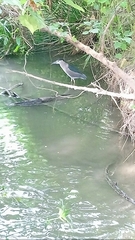 Nycticorax nycticorax nycticorax