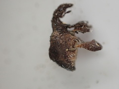 Stephanorhynchus crassus