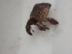 Stephanorhynchus crassus