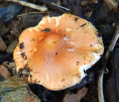 Leucoagaricus rubrotinctus