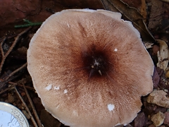 Leucoagaricus sublittoralis