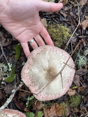 Agaricus californicus