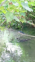 Nycticorax nycticorax nycticorax