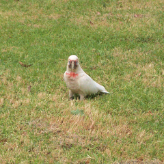 Cacatua tenuirostris