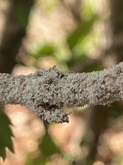 Arcyria cinerea