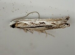 Erechthias fulguritella