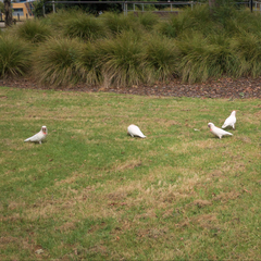 Cacatua tenuirostris