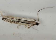 Erechthias fulguritella