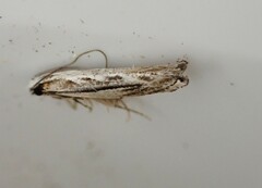 Erechthias fulguritella