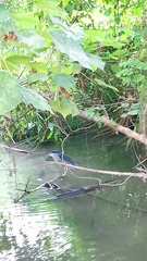 Nycticorax nycticorax nycticorax