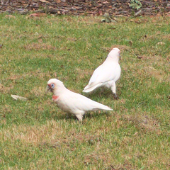 Cacatua tenuirostris