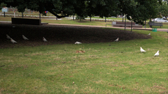 Cacatua tenuirostris