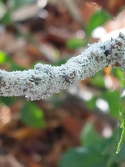 Arcyria cinerea